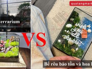 So sánh terrarium và bể rêu bảo tồn – Góc nhìn từ người chơi lâu năm và bài toán quà tặng doanh nghiệp